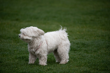 dog on grass