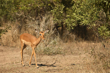 Schwarzfersenantilope / Impala / Aepyceros melampus