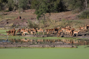 Schwarzfersenantilope / Impala / Aepyceros melampus