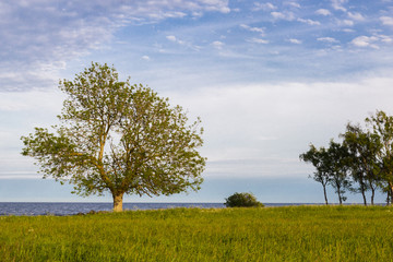 Fototapeta premium A lonely tree on a baltic sea coast, Scania county, Sweden. Springtime