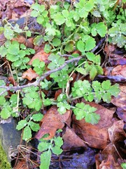 plant in the forest with dew drops    