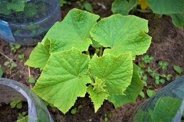 garden flower and cucumber ovary