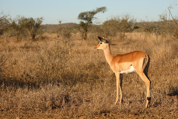Schwarzfersenantilope / Impala / Aepyceros melampus