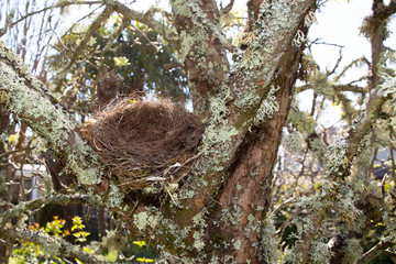 Nest bird in the autumn garden home nature