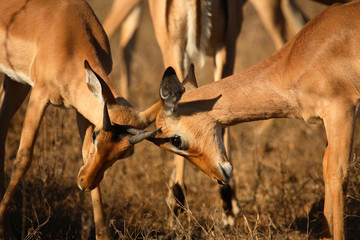 Schwarzfersenantilope / Impala / Aepyceros melampus