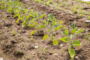 Légumes-maraichers thematique