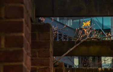 Yellow flowers that receive sunlight.