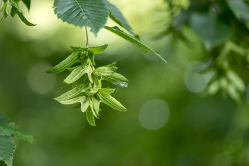 Green Beech tree  in summer in front of blurred background with immature beechnuts