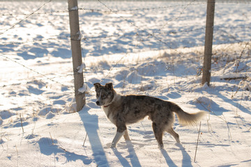 The alpha male of the Australian Shepherd  dominates the winter forest. The predator controls its...
