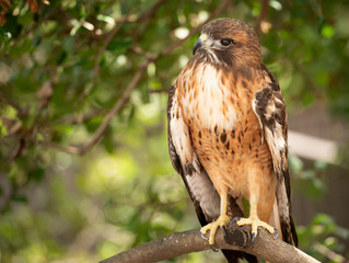 Red Tail Hawk