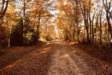 Obraz premium Forêt