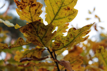 Autumn oak leaves on the tree