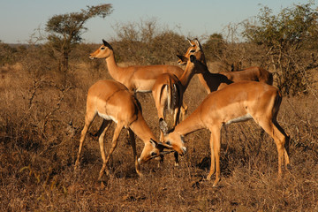 Schwarzfersenantilope / Impala / Aepyceros melampus