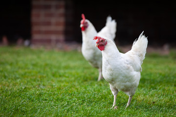 Two white chickens roaming a green grass field