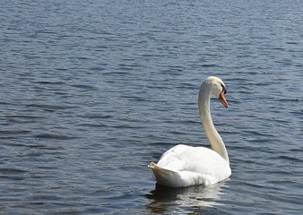 Białe łabędzie © Iwona