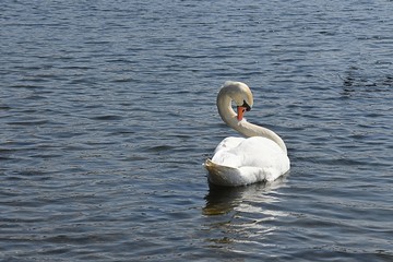 Białe łabędzie © Iwona