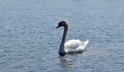 Białe łabędzie © Iwona