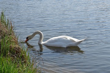 Białe łabędzie