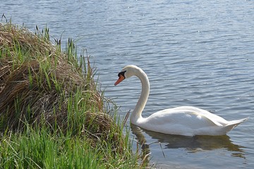 Białe łabędzie © Iwona