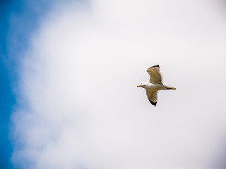 Seagull flying on blue sky with white cloud. Below view