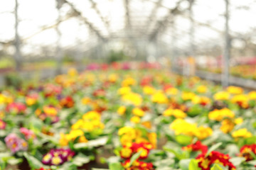 Obraz premium Blurred view of greenhouse with blooming flowers. Home gardening
