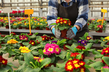 Woman taking care of blooming flowers in greenhouse, closeup. Home gardening