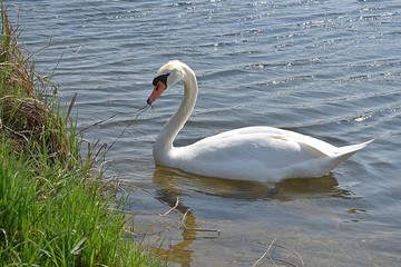 Białe łabędzie © Iwona