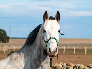 Fototapeta premium One gray horse near a stone wall in the dehesa in Salamanca (Spain)