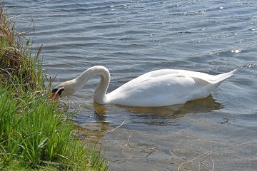 Białe łabędzie © Iwona