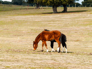 A brown horse and a black colt in the dehesa in Salamanca (Spain). Ecological extensive livestock concept.
