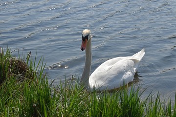 Białe łabędzie © Iwona