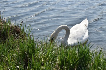 Białe łabędzie © Iwona