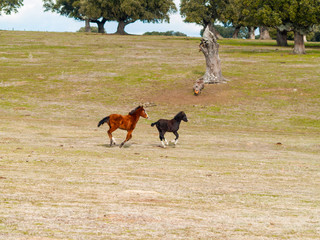 A brown horse and a black colt galloping in the dehesa in Salamanca (Spain). Ecological extensive livestock concept.
