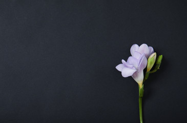 Beautiful freesia with fragrant flowers on dark background, top view. Space for text