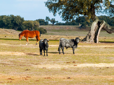 Horses and cows of morucha race grazing together in the dehesa in Salamanca (Spain). Ecological extensive livestock concept.