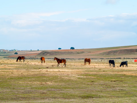 Horses and cows of morucha race grazing together in the dehesa in Salamanca (Spain). Ecological extensive livestock concept.