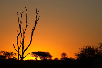 Sonnenuntergang Krüger Park Südafrika / Sundown Kruger Park South Africa /