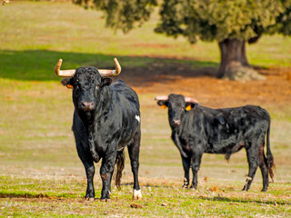 Fighting bulls in the dehesa in Salamanca (Spain). Ecological extensive livestock concept