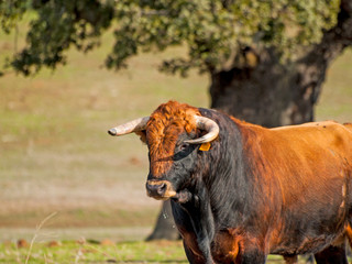 Fighting bulls in the dehesa in Salamanca (Spain). Ecological extensive livestock concept