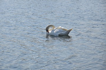 Białe łabędzie © Iwona