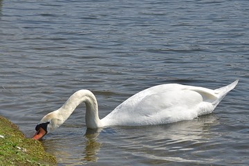 Białe łabędzie © Iwona