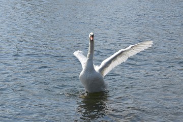 Białe łabędzie © Iwona