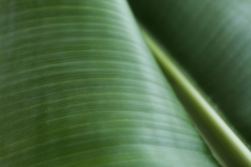 Green banana leaf as background, closeup view. Tropical foliage