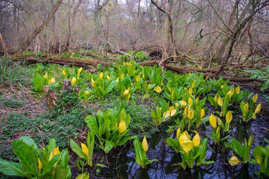 Yellow swamp flowers, water Lilly flowers, Arum flowers, Arums, yellow