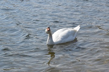 Białe łabędzie © Iwona