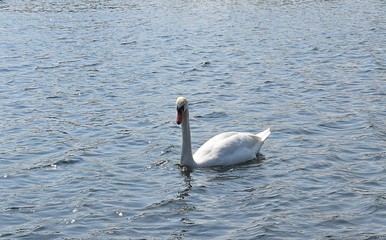 Białe łabędzie © Iwona