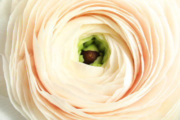 Beautiful ranunculus flower as background, macro view