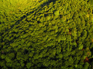 mountain hills and forest on the background of blue sky in the Carpathians, Ukraine