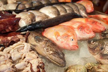 Fresh fish and seafood on ice. Different fish, squid, octopus and clams. Seafood market, seafood delicacies.