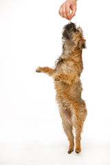 beautiful little dog is dancing for food